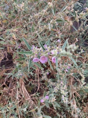 Sphaeralcea angustifolia