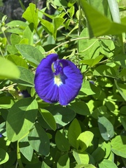 Clitoria ternatea