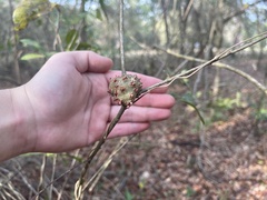 Callirhytis quercuscornigera