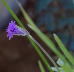Tulbaghia violacea