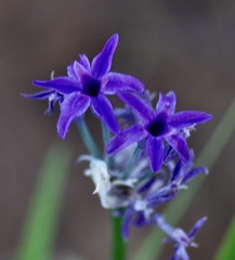 Tulbaghia violacea