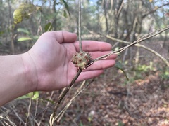Callirhytis quercuscornigera