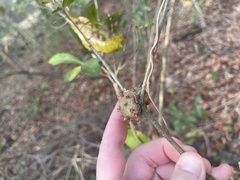 Callirhytis quercuscornigera