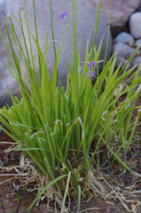 Tulbaghia violacea