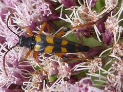 Strangalia attenuata