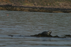 Phoca vitulina