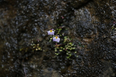 Utricularia striatula