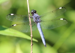 Libellula cyanea