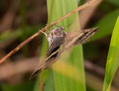 Poaphilini