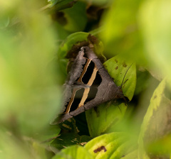 Poaphilini