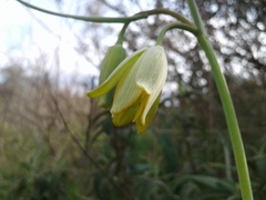 Fritillaria frankiorum