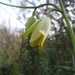 Fritillaria frankiorum - Photo (c) M. Salimeh, some rights reserved (CC BY-NC), uploaded by M. Salimeh