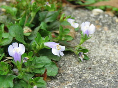 Mazus pumilus