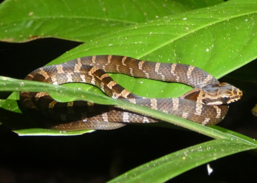 Central America Lizard Eater