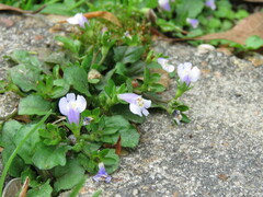 Mazus pumilus