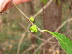 Exobasidium symploci