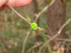 Exobasidium symploci