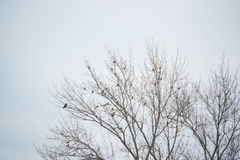Turdus pilaris