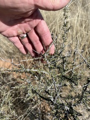 Condalia warnockii