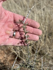 Condalia warnockii