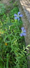 Linum usitatissimum
