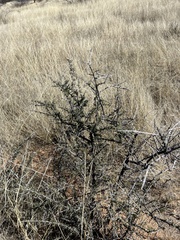 Condalia warnockii