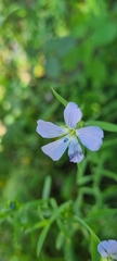 Linum usitatissimum