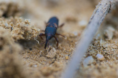 Sitophilus