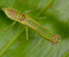 Odontomantis