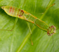 Odontomantis