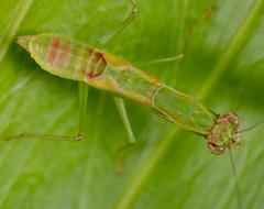 Odontomantis