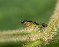 Odontomantis