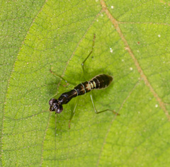 Odontomantis