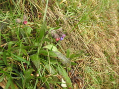 Pulmonaria