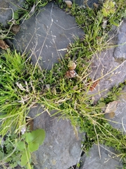 Poa annua