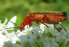Rhagonycha fulva