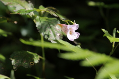 Impatiens uniflora