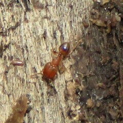 Pheidole navigans