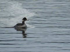 Podiceps nigricollis