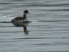 Podiceps nigricollis
