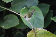 Cyclarhis nigrirostris