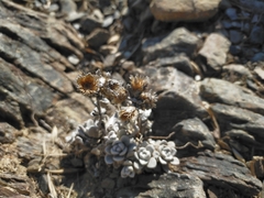 Anaphalis nepalensis