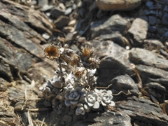 Anaphalis nepalensis