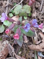Pulmonaria