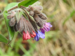 Pulmonaria