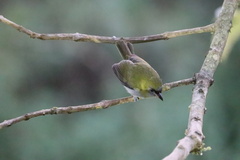 Cyclarhis nigrirostris