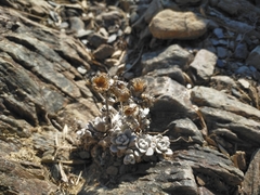 Anaphalis nepalensis