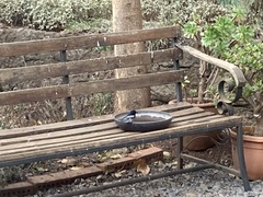 Melaniparus albiventris