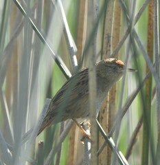 Spartonoica maluroides