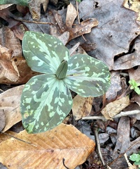 Trillium
